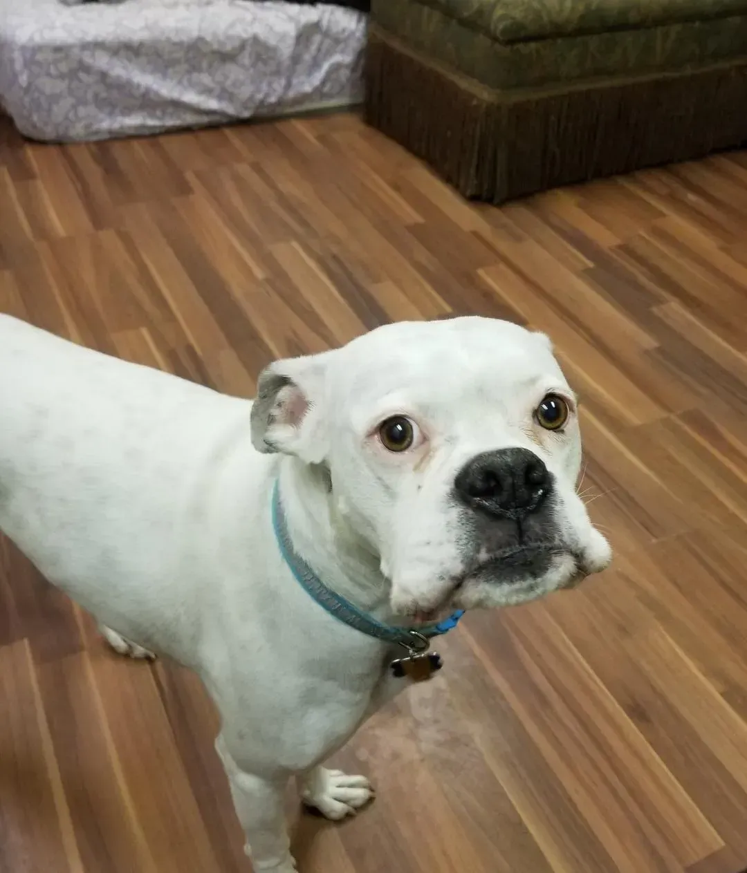A white dog with a blue collar is standing on a wooden floor