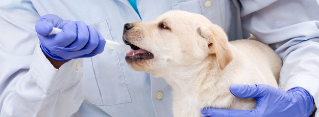 Veterinary Compounding | Pet Medication | Sullivan, IL