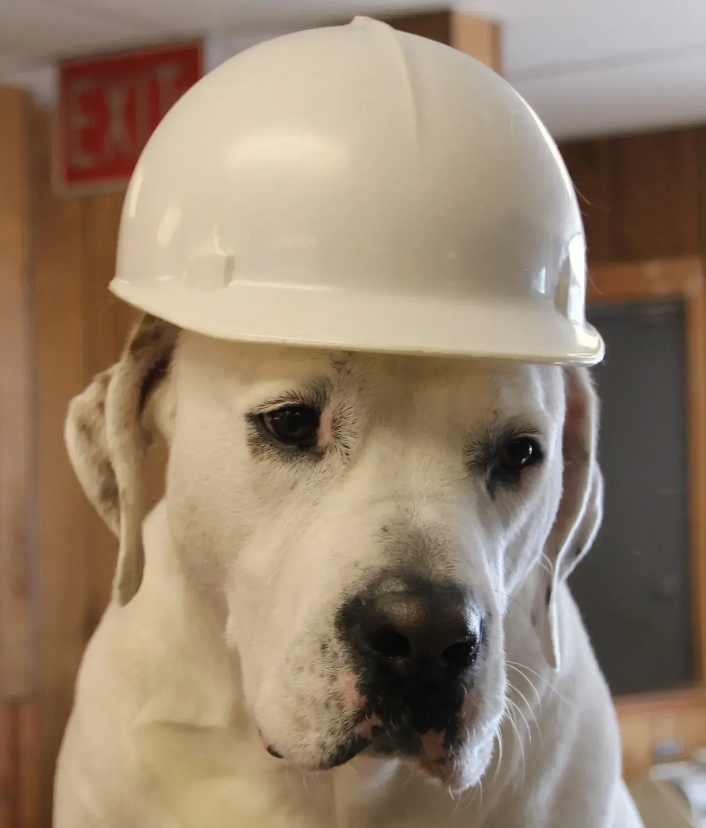 White dog wearing a white hard hat indoors, looking calmly at the camera