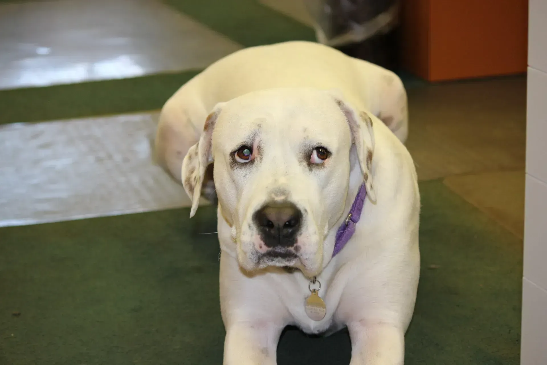 White dog with a purple collar lying on a tiled floor indoors, looking at the camera