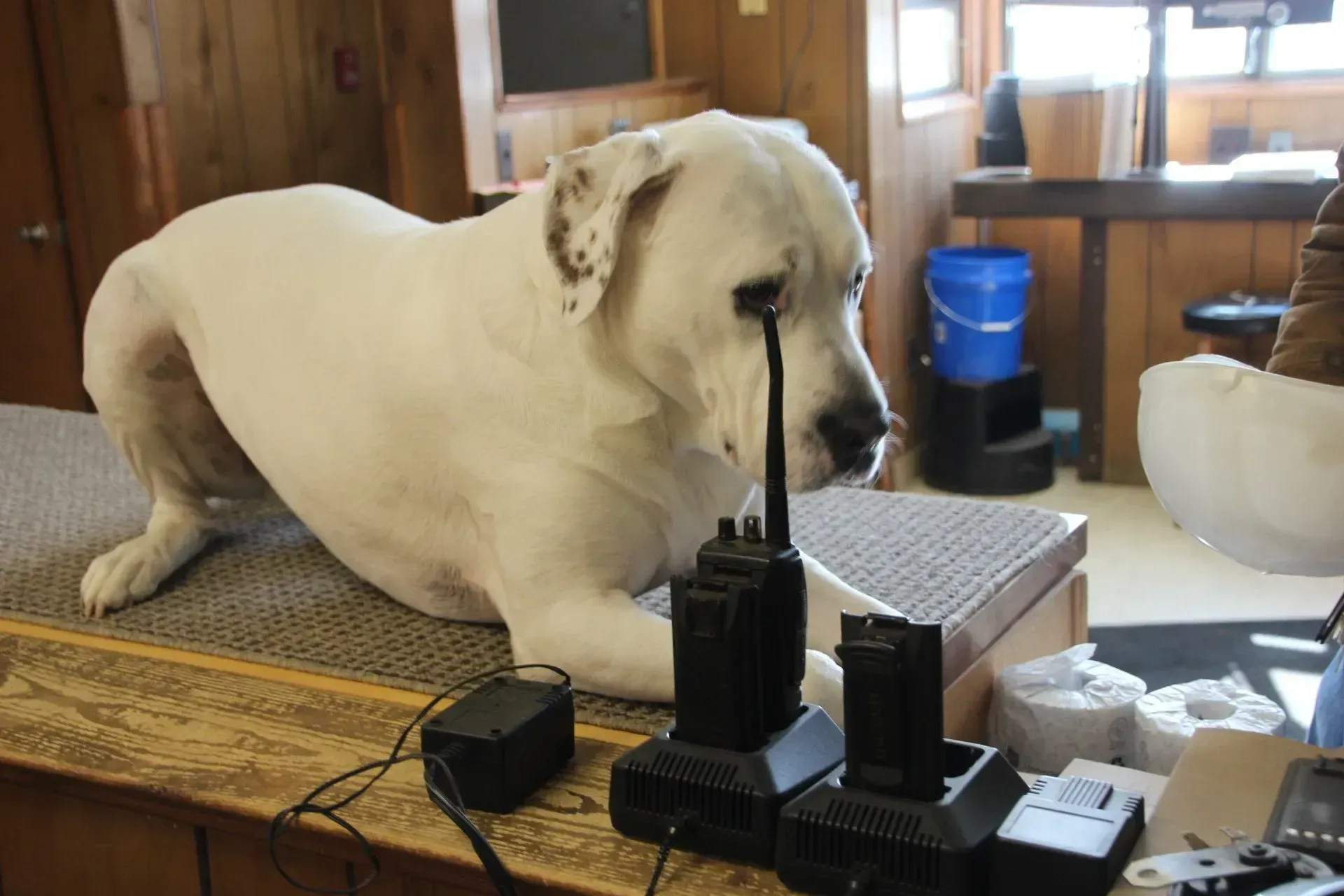 White dog resting on a cluttered table beside electronics in a wood-paneled room