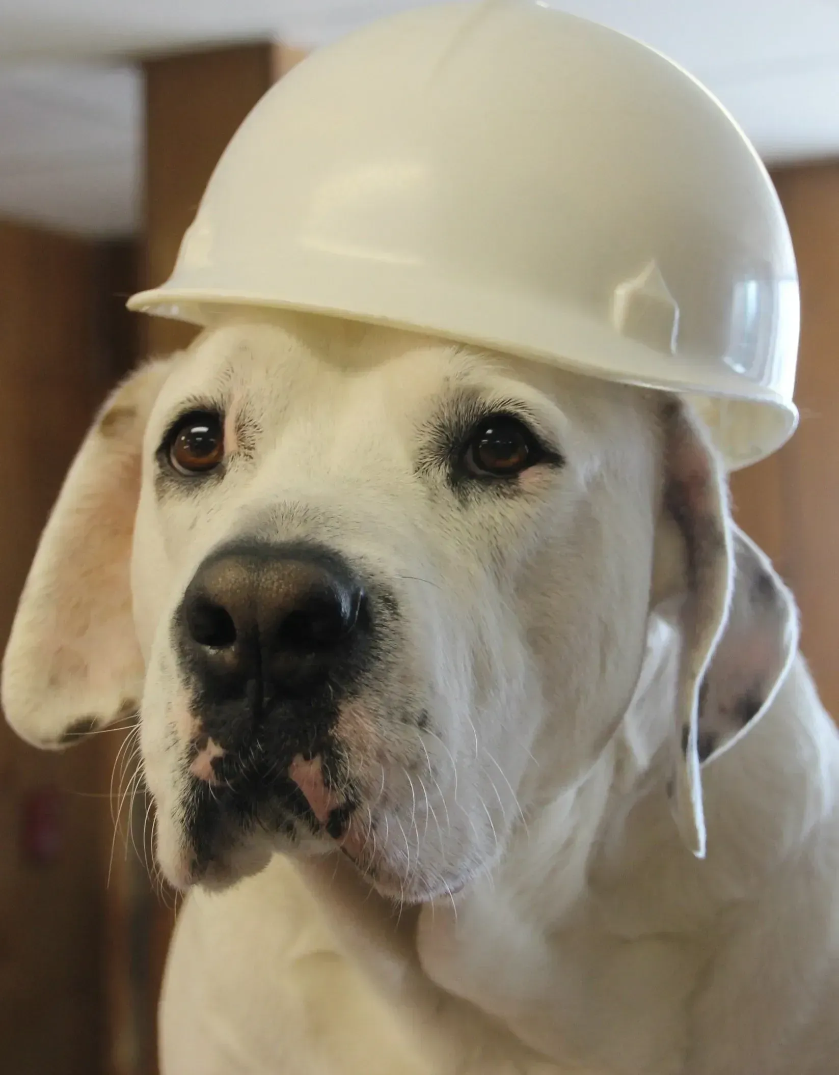 White dog wearing a white hard hat, looking forward indoors