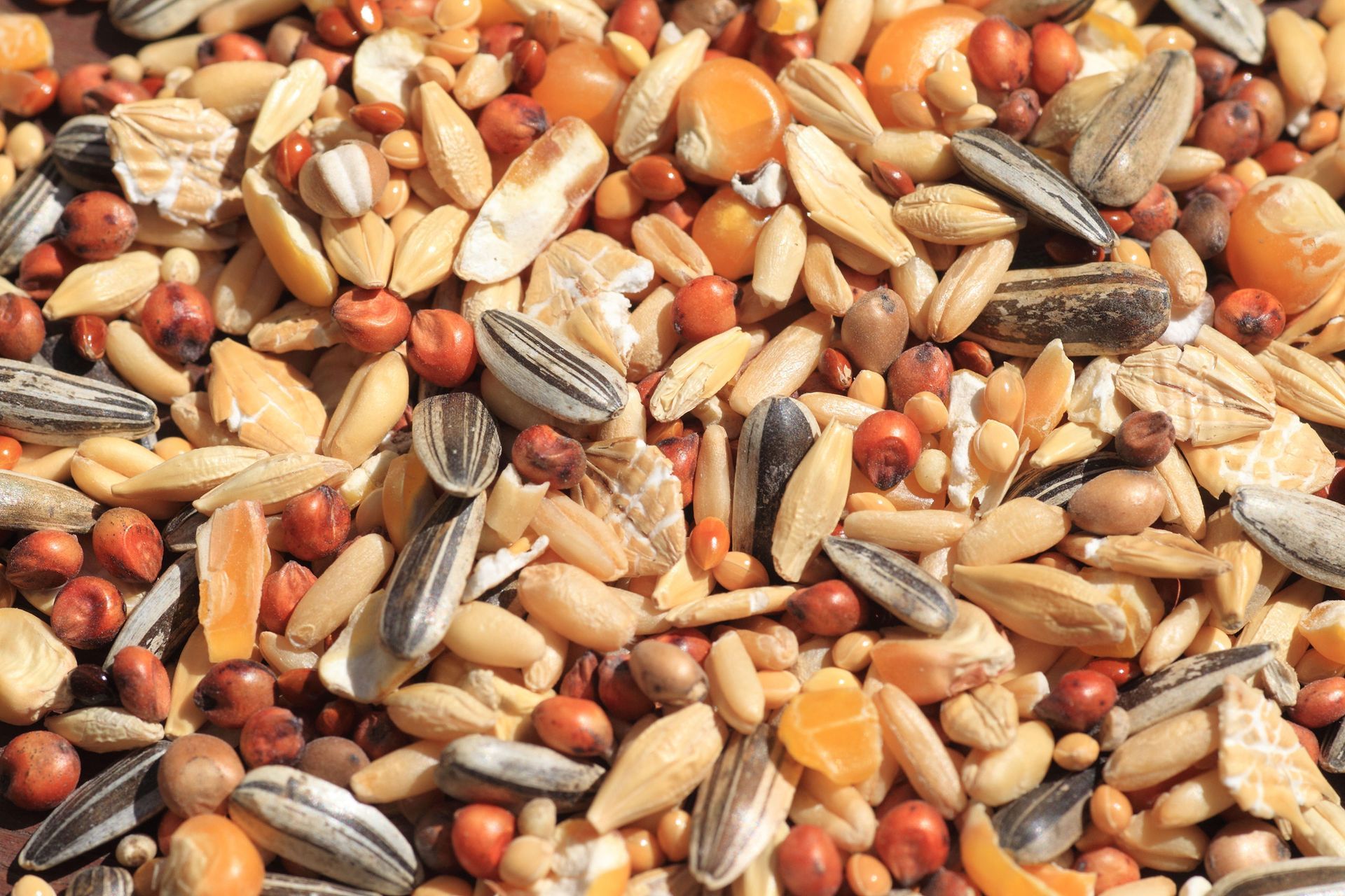 Animal Feed Dillard Feed & Seed Store Weatherford, TX