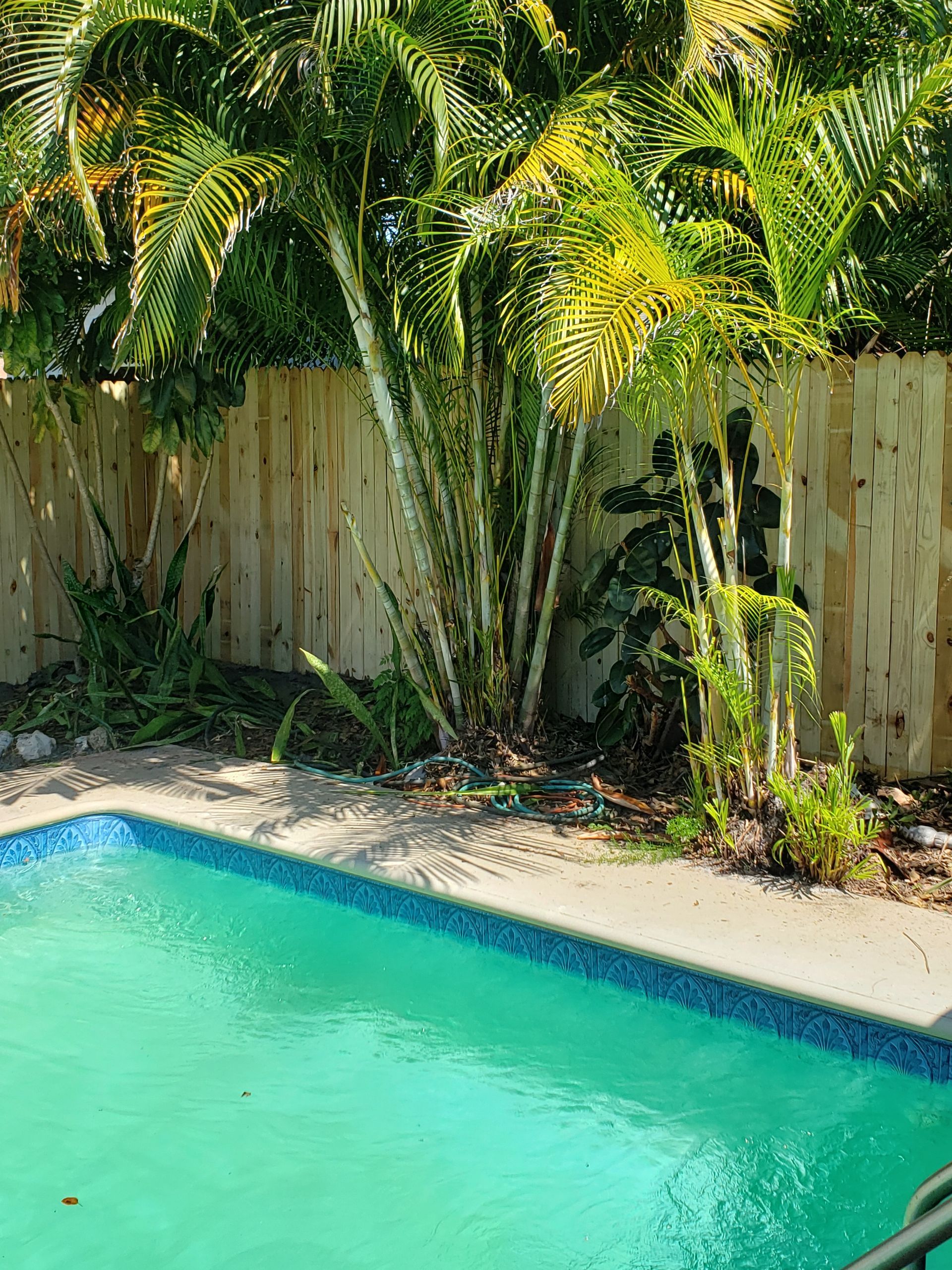 A large swimming pool surrounded by palm trees and a wooden fence.