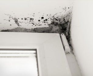 Mold Mitigation