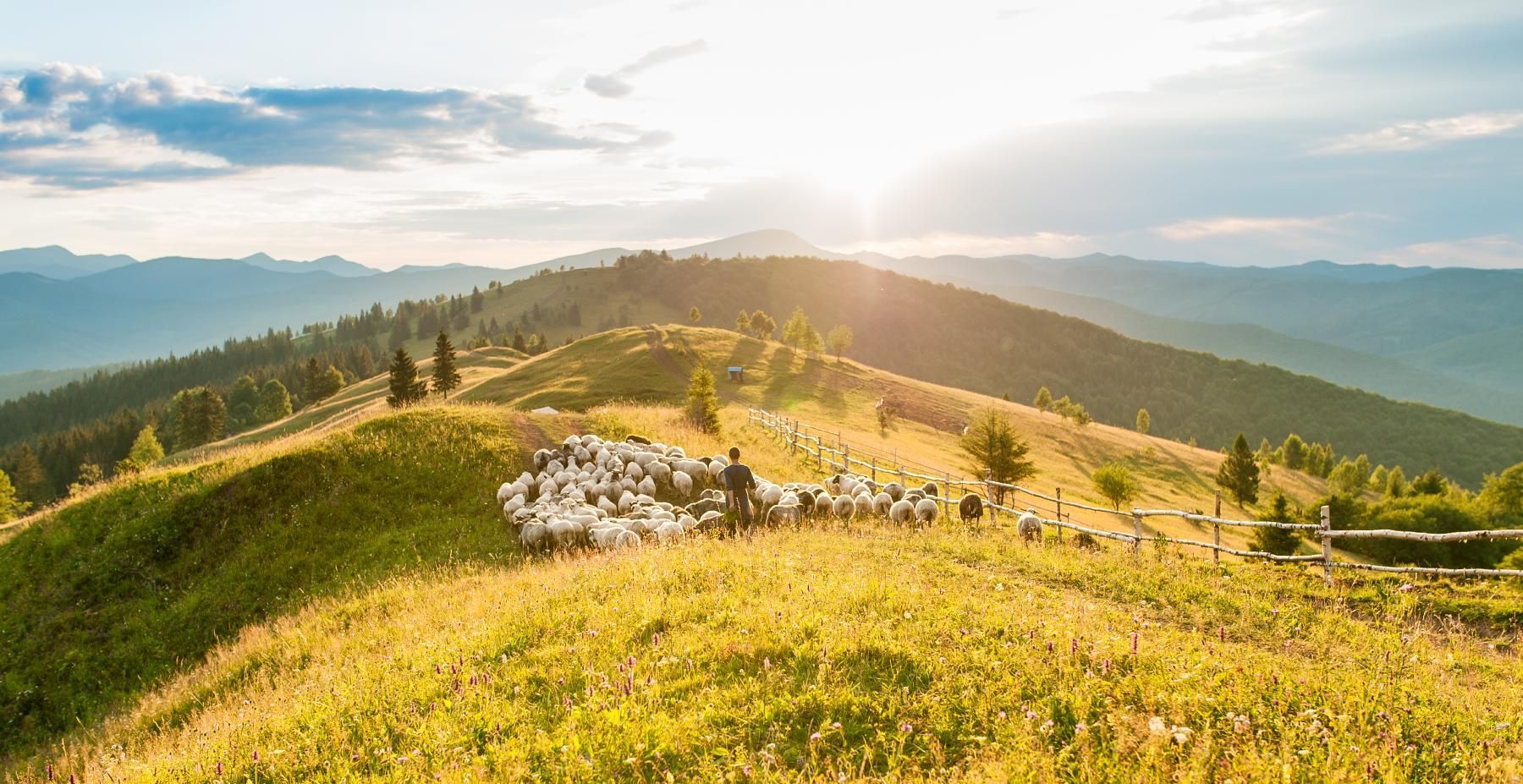 A man is standing on top of a hill with a herd of sheep.