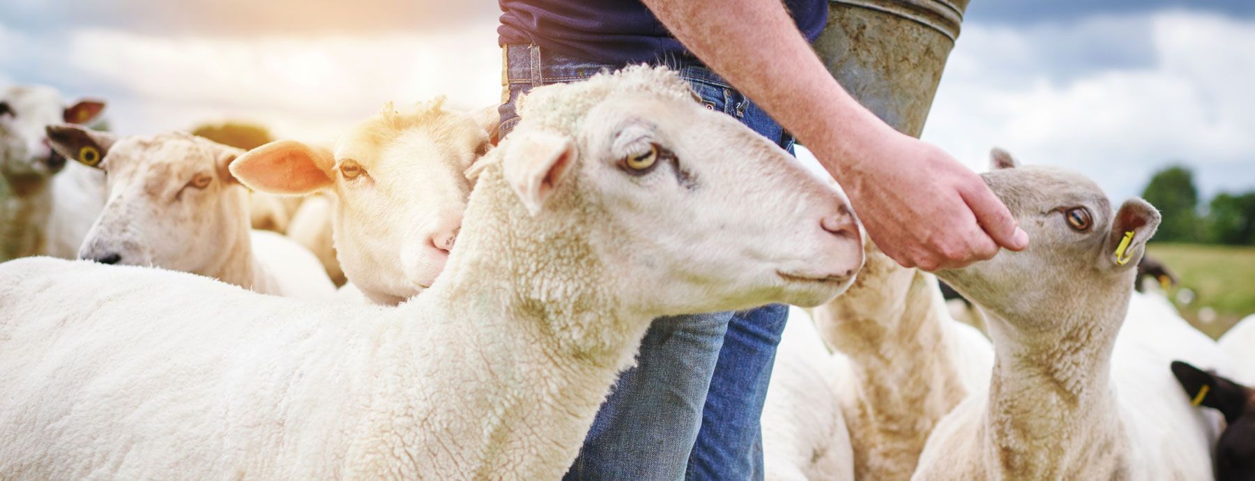 A person is feeding a herd of sheep in a field.