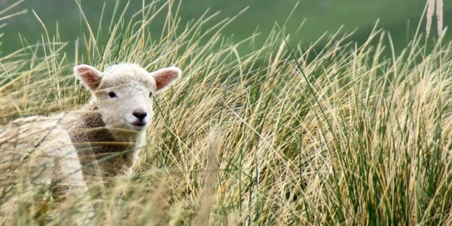 A sheep is standing in a field of tall grass looking at the camera.