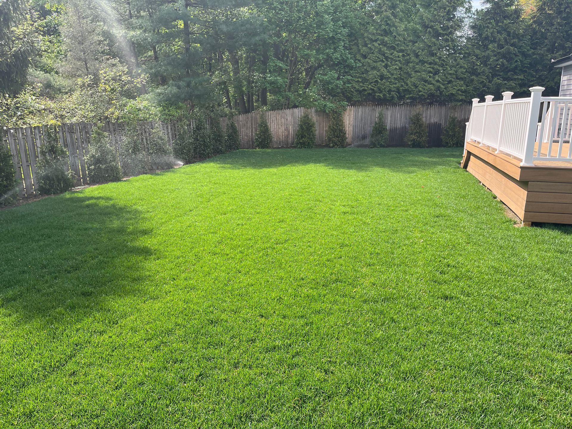 Green lawn in a backyard with a deck, surrounded by bushes and a wooden fence.