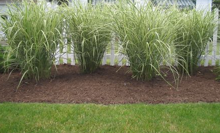 A row of tall grass growing next to a white fence.