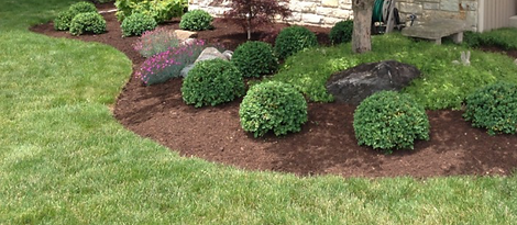 A lush green lawn with shrubs and mulch in front of a house.