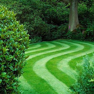 A lush green lawn with a tree in the background