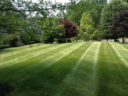 A lush green lawn with trees in the background