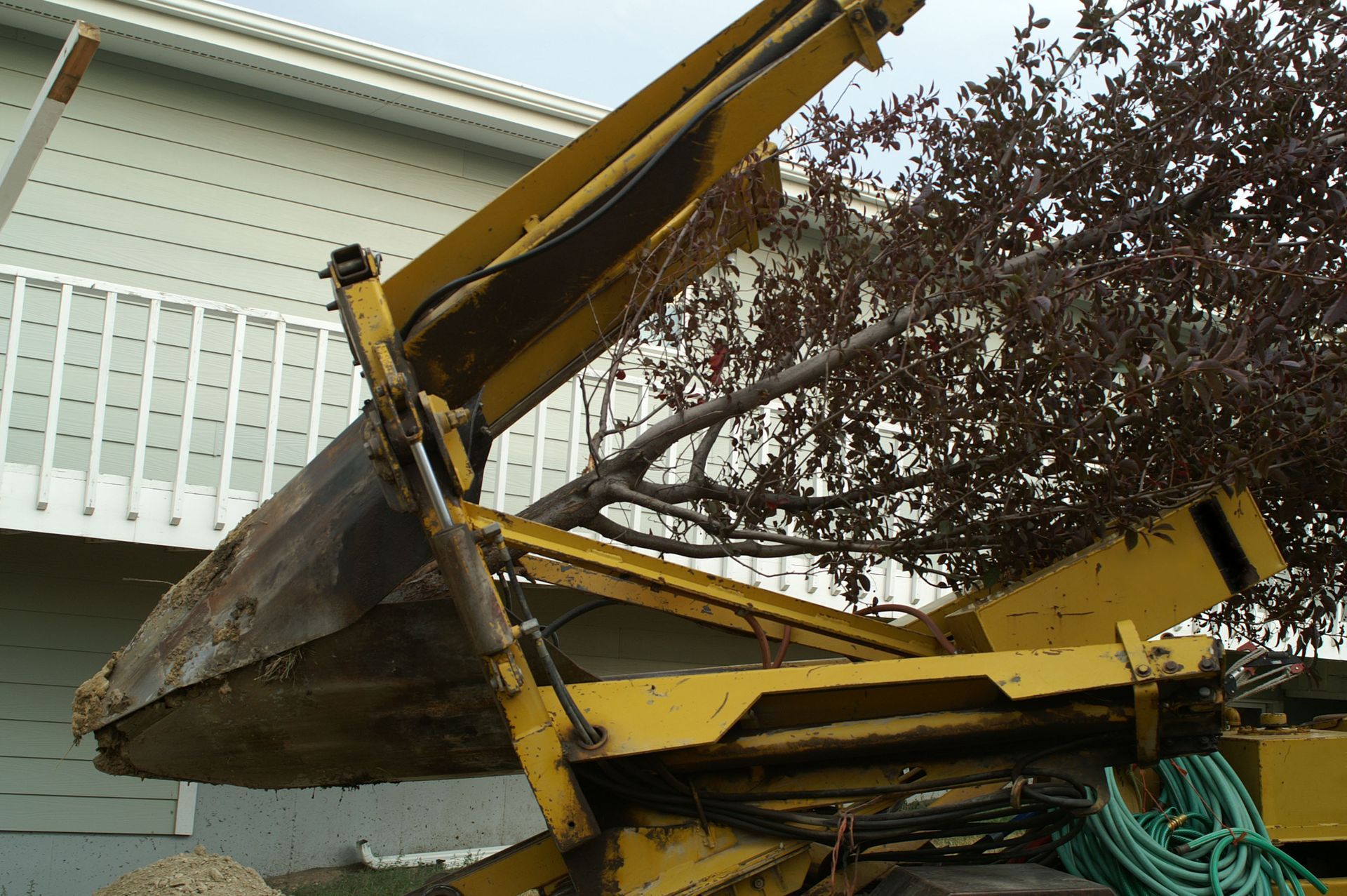 tree removal
