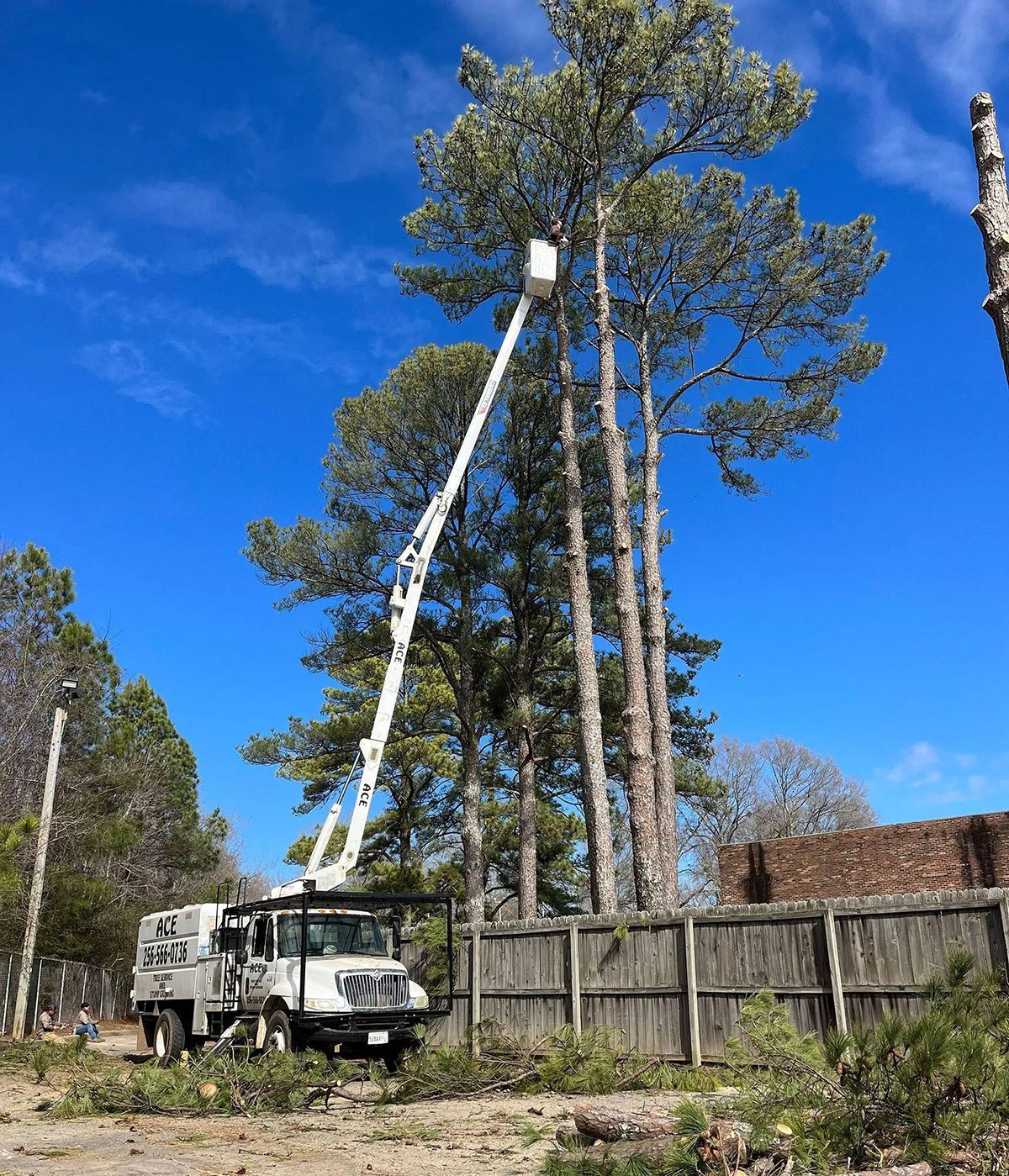 A white bucket truck with its boom extended high into a tall pine tree for trimming work on a sunny day.