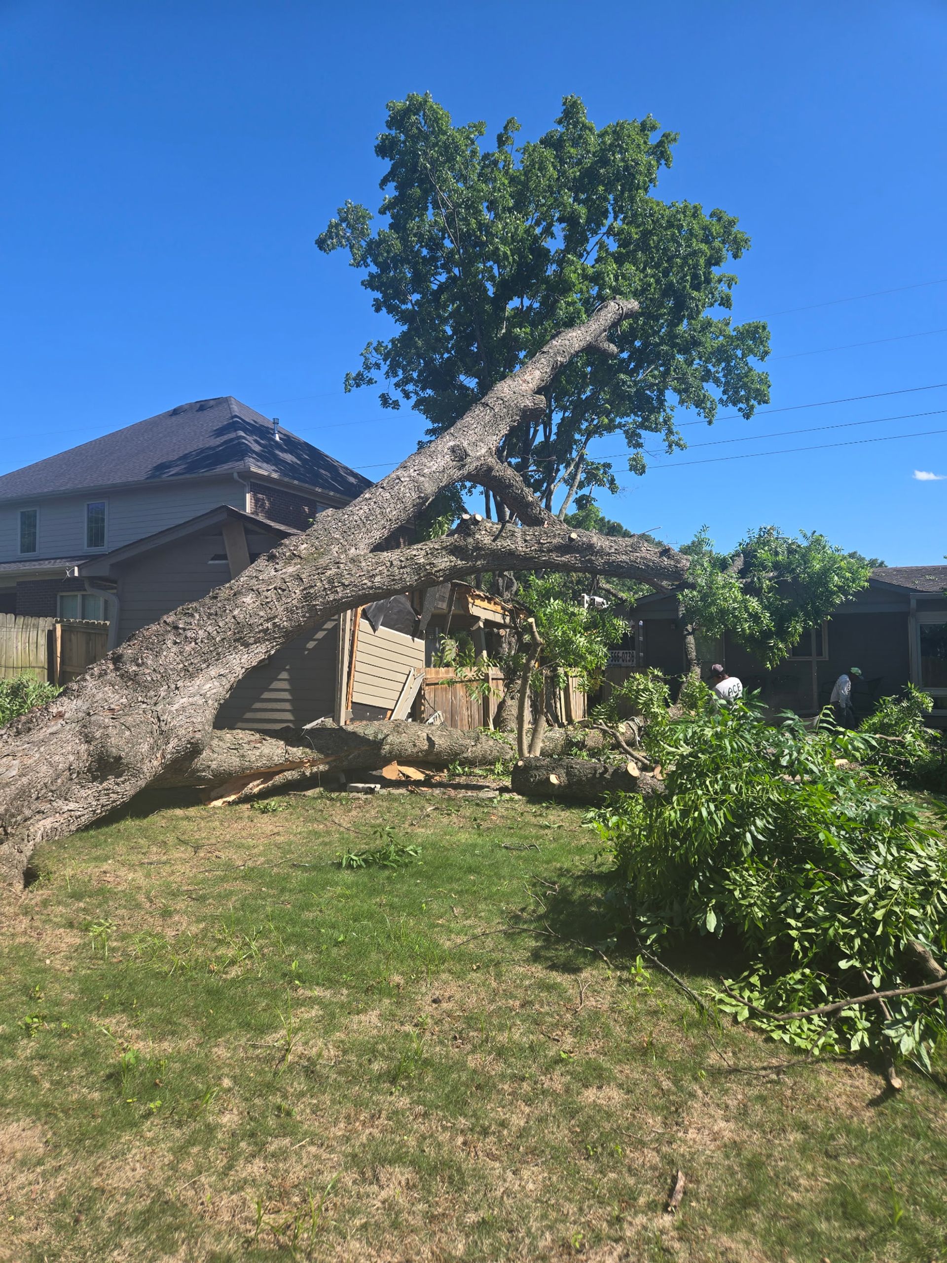 A large tree has fallen across a residential backyard, leaning against a wooden fence and a house.