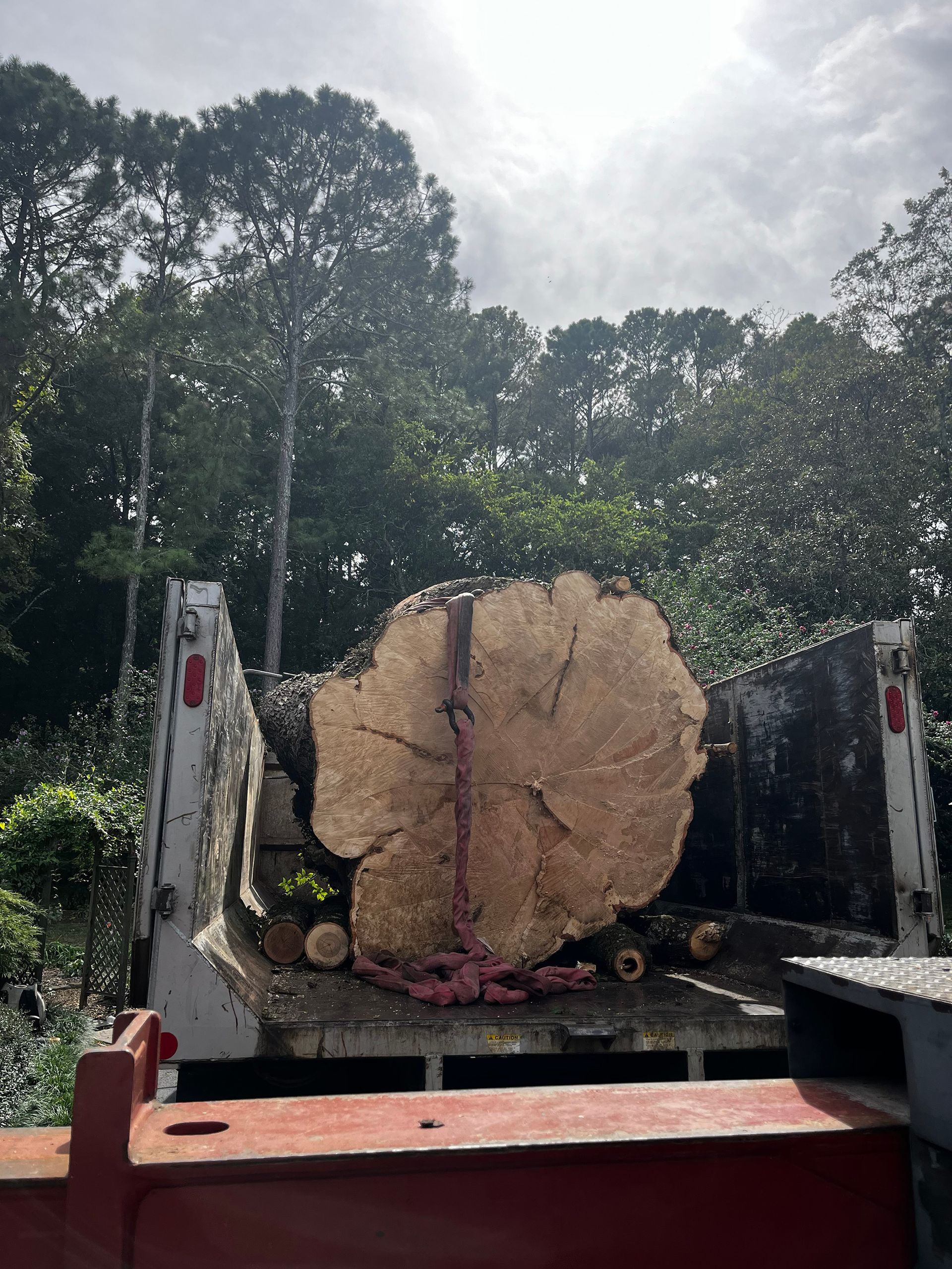 A large, thick circular log rests on the flatbed of a truck, secured by a red strap against a backdrop of green trees.