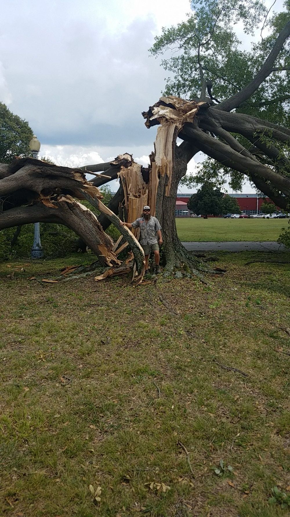 A person standing next to a large, broken tree that has split down its main trunk in a grassy field.