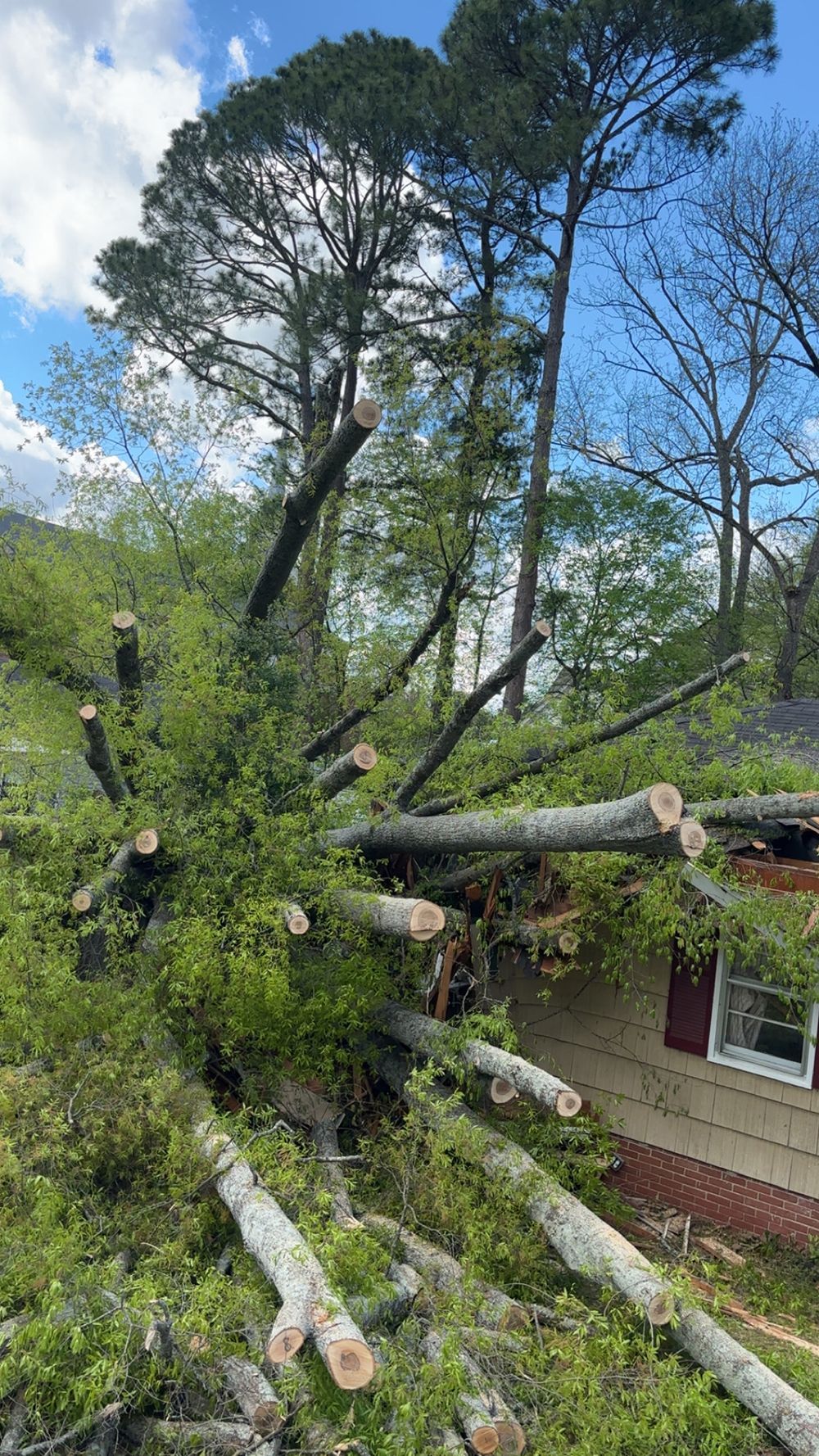 A large, fallen tree lies across the roof and side of a house, its branches extending over the structure.