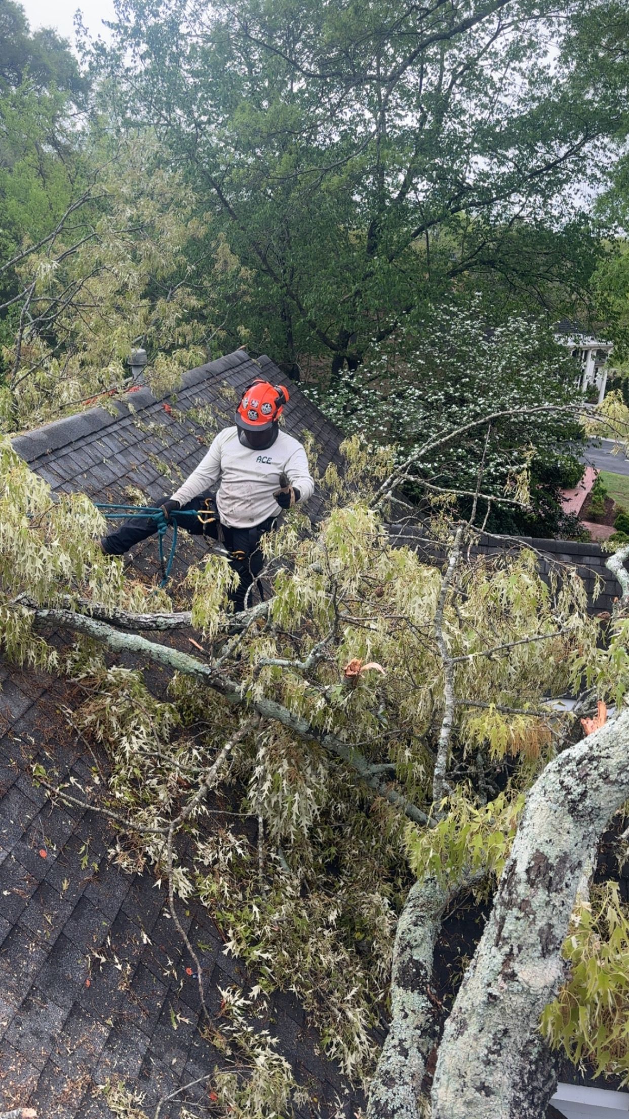 A worker in safety gear standing on a residential roof amidst fallen tree branches during a cleanup operation.