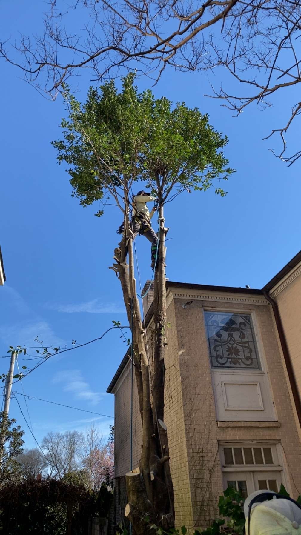 A person wearing safety gear works high up in a tree, trimming branches next to a multi-story tan house under a blue sky.