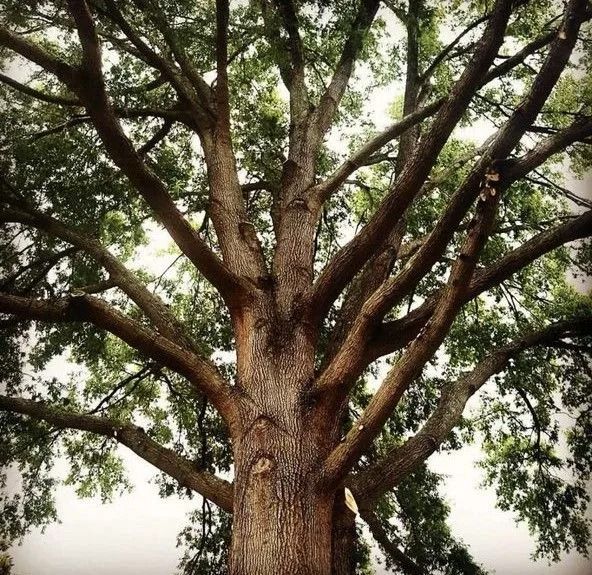 Low-angle view of a large, mature tree with spreading branches and textured bark against a bright sky.