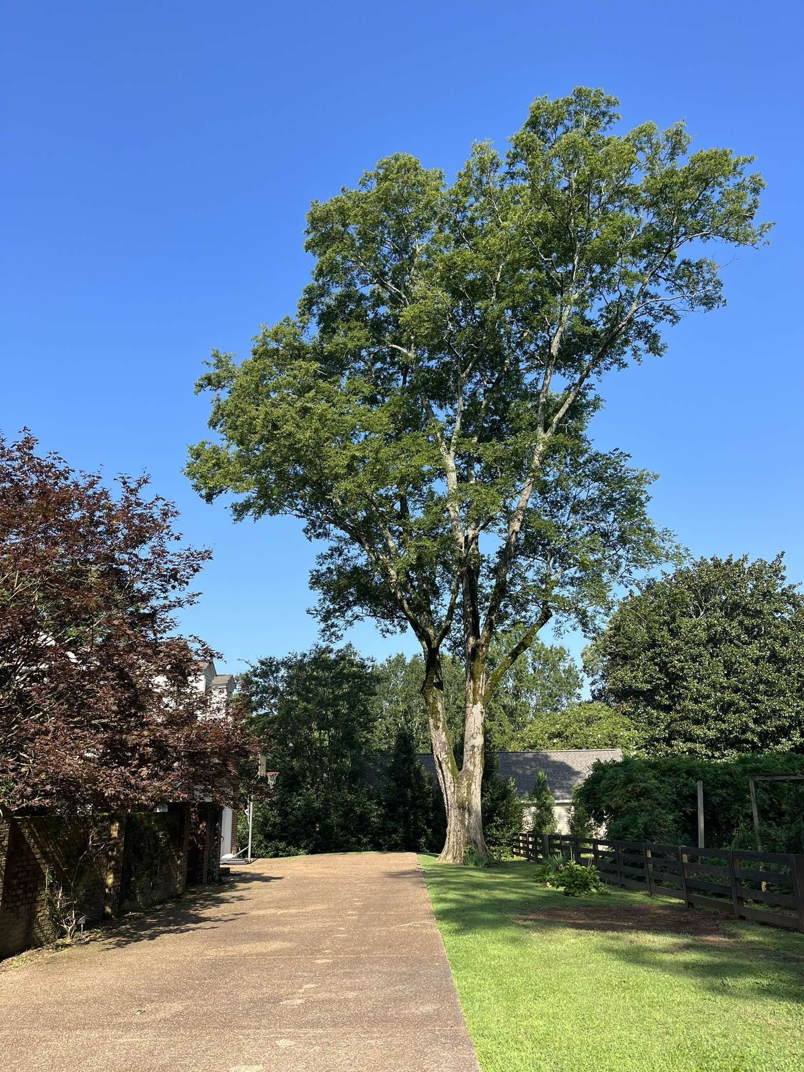 A tall, mature tree stands at the end of a gravel path under a clear blue sky, flanked by bushes and a grassy lawn.