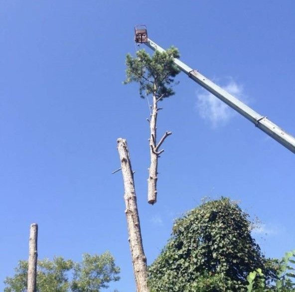 A crane lifts the top section of a tree that has been cut from its trunk against a bright blue sky.