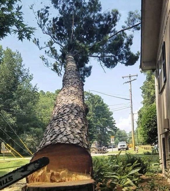 A chainsaw rests against a large, partially cut pine tree in a yard near a house, with utility lines visible in the back.