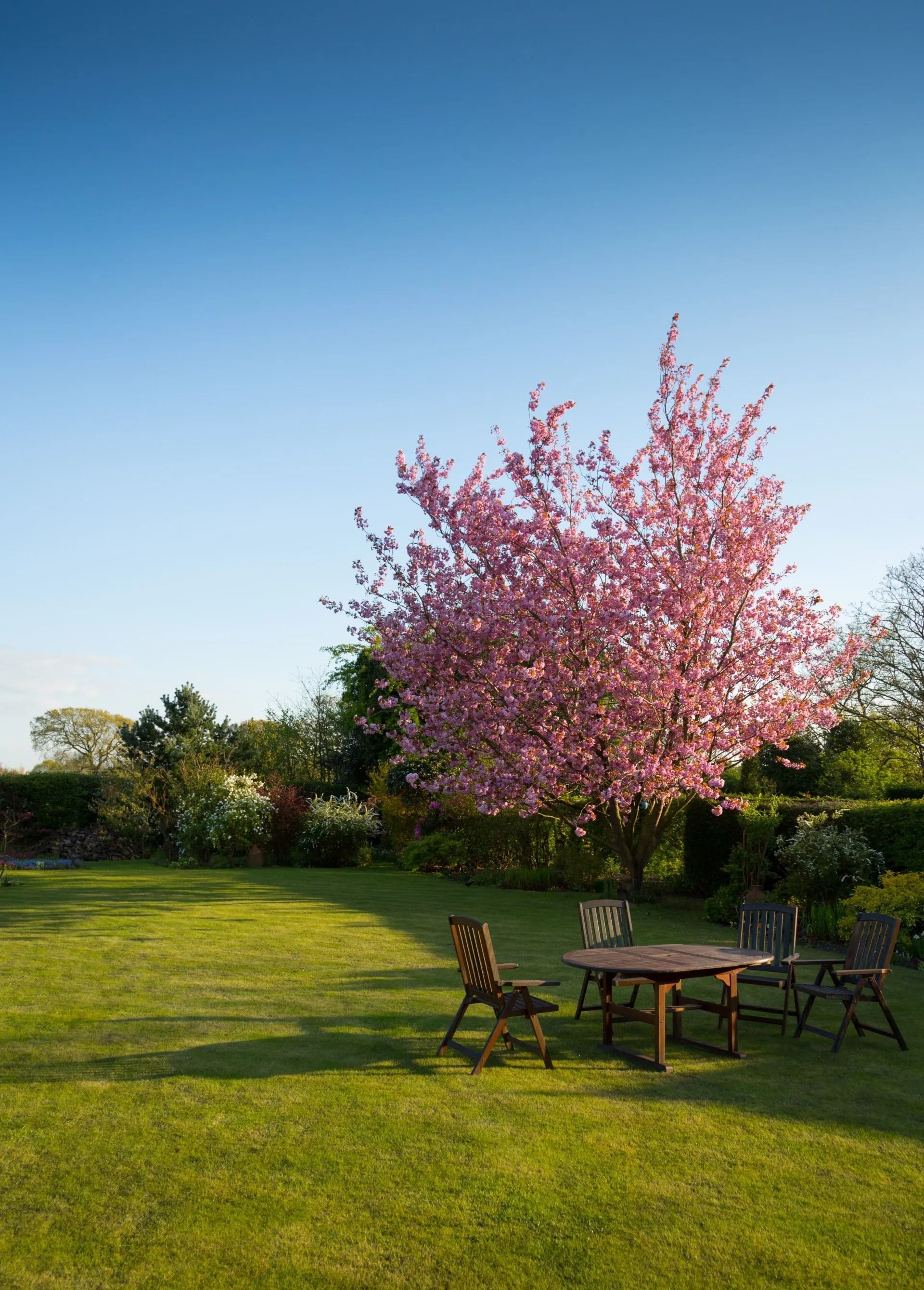 A wooden table and chairs sit on a green lawn in front of a blooming pink cherry blossom tree under a clear blue sky.