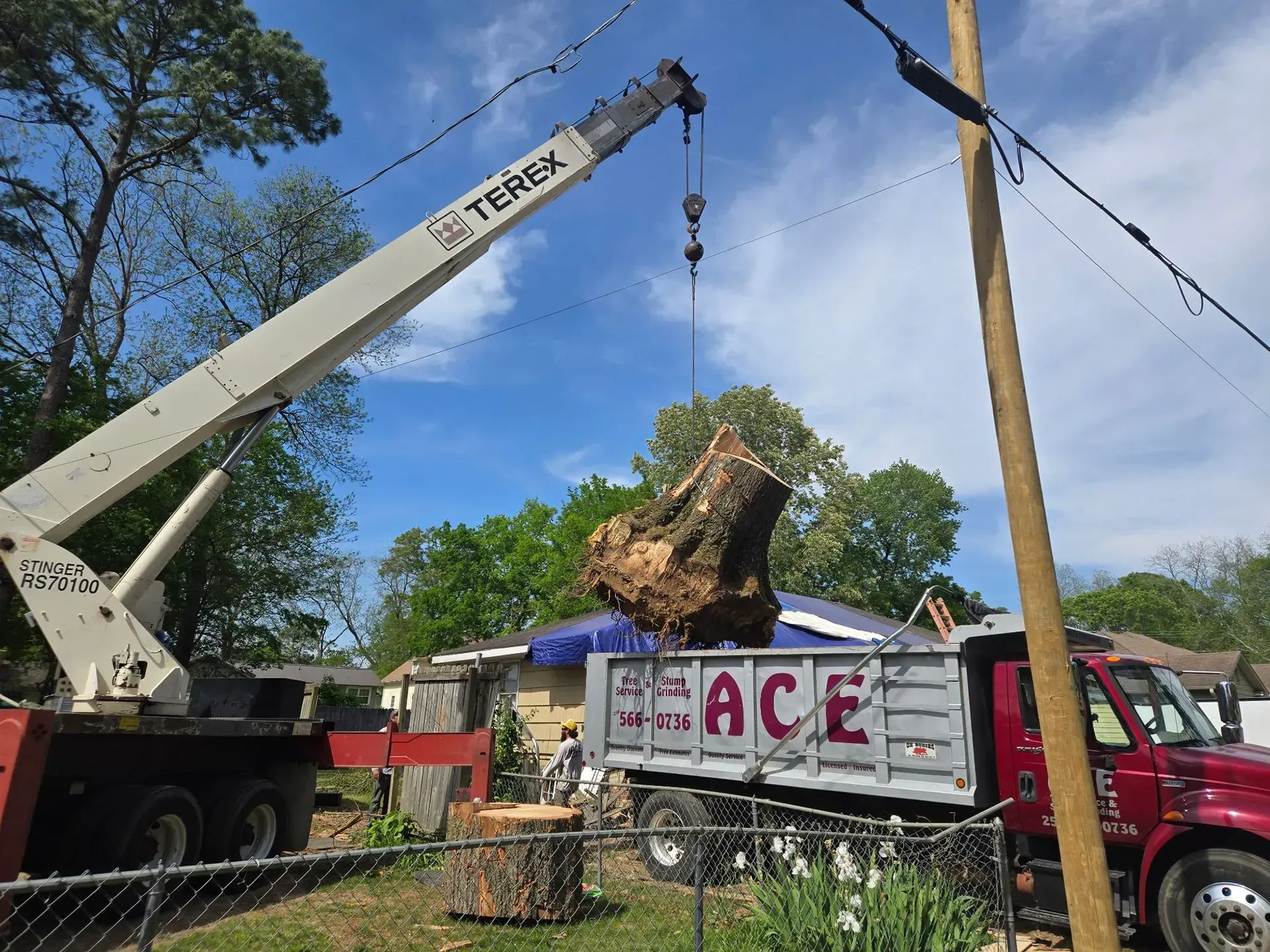 Ace Tree Services & Stump Grinding
