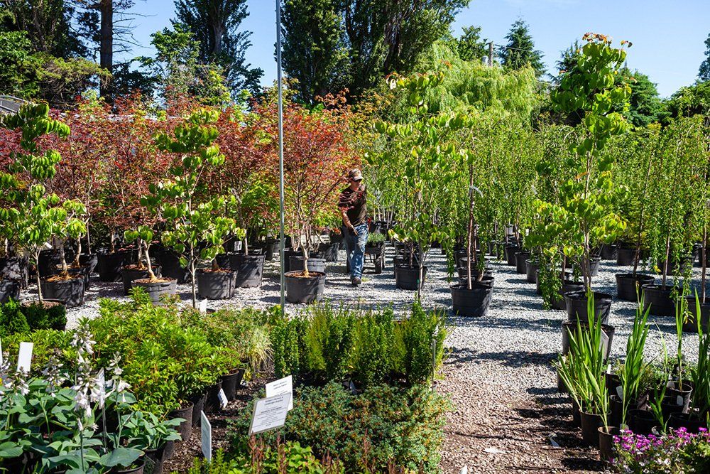Nurseries Mount Vernon WA Salazars Nursery & Landscape Supplies