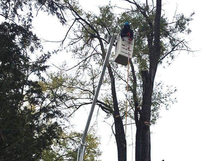 Cabling and bracing trees