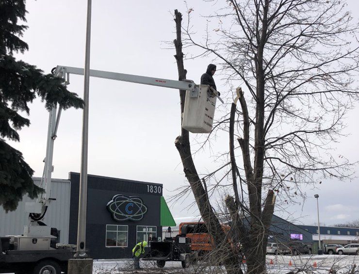 Tree trimming