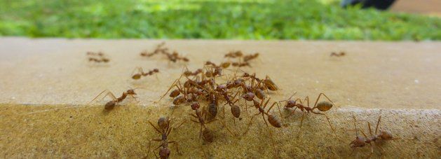Fire ants