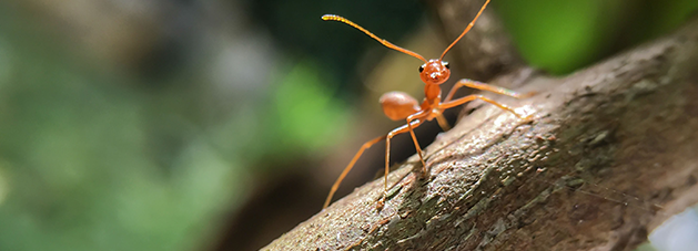 Ant on tree branch