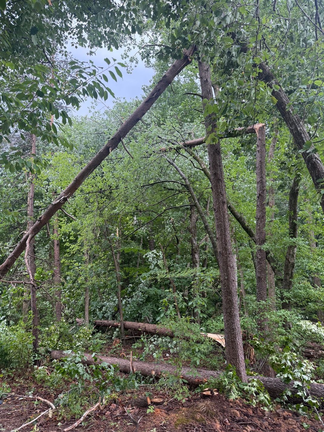 Dense forest with a makeshift wooden frame and fallen branches amid green foliage