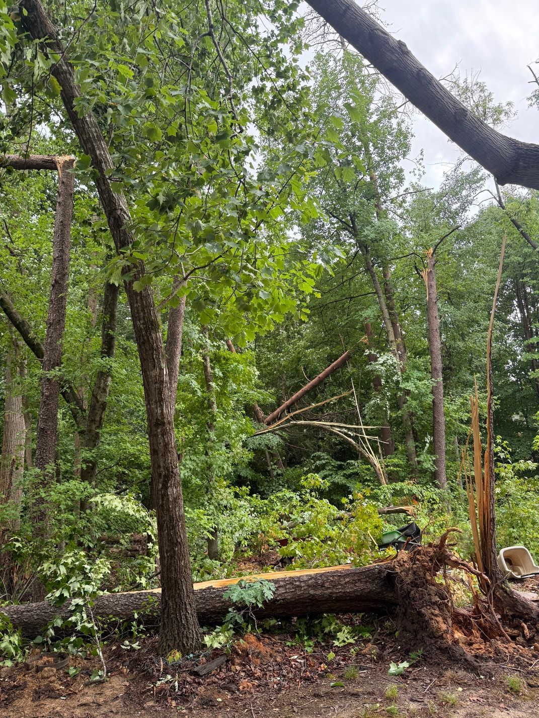 Dense forest with fallen trees and green foliage after a storm