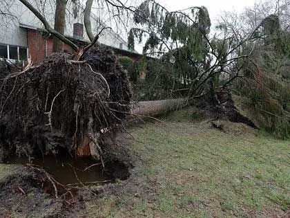 Fallen tree on grassy ground, roots exposed, near a building.