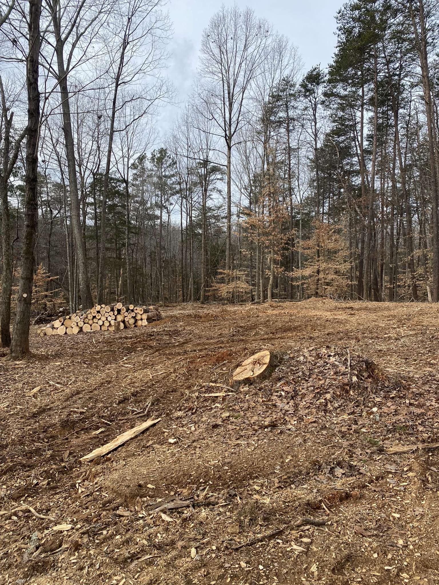 Cleared land in a forest, logs piled on the left, brown leaves cover the ground. Trees in the background.