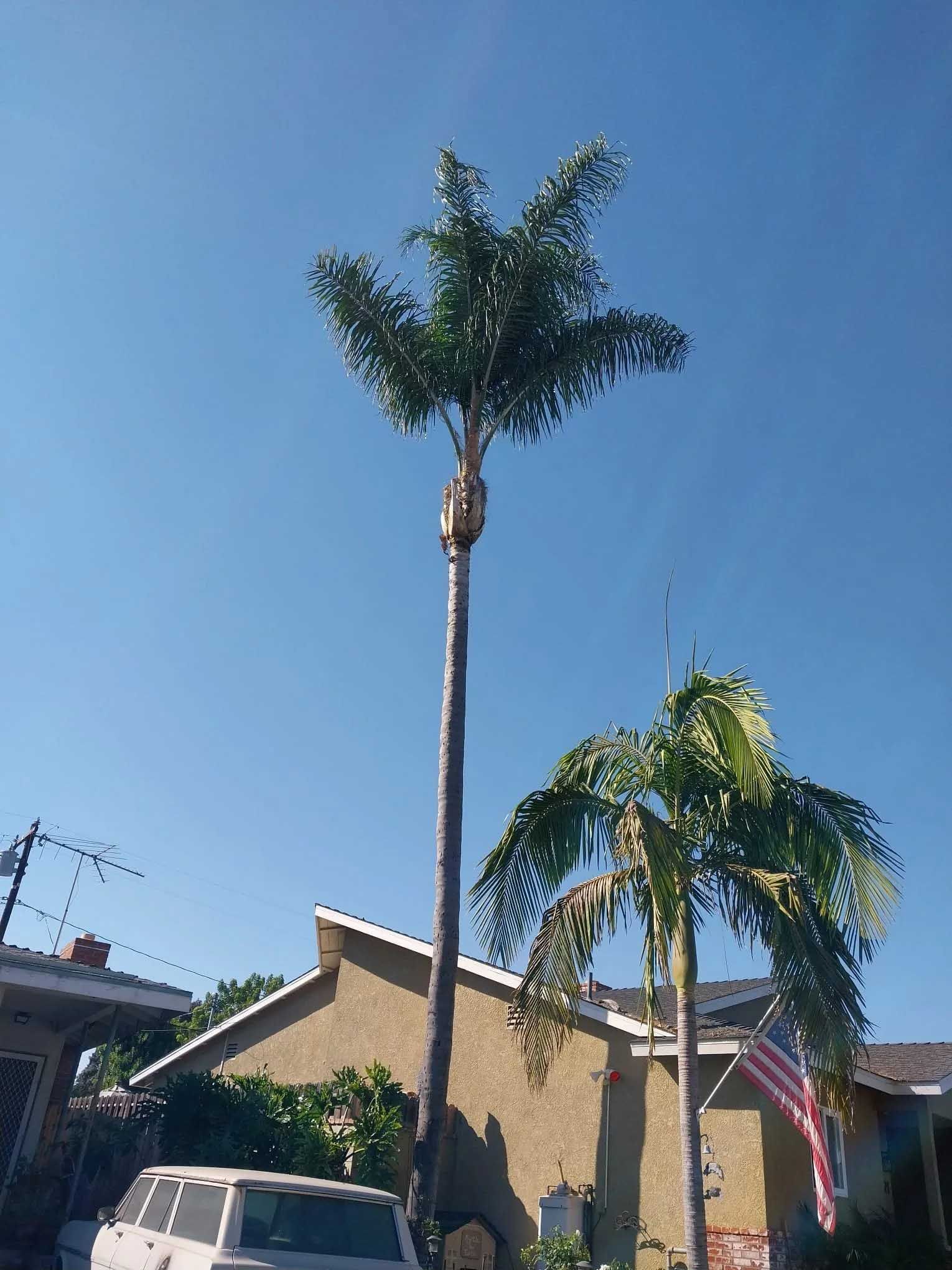 Tall palm tree with a crown of green leaves against a clear blue sky. Another, shorter palm and a house are in the background.
