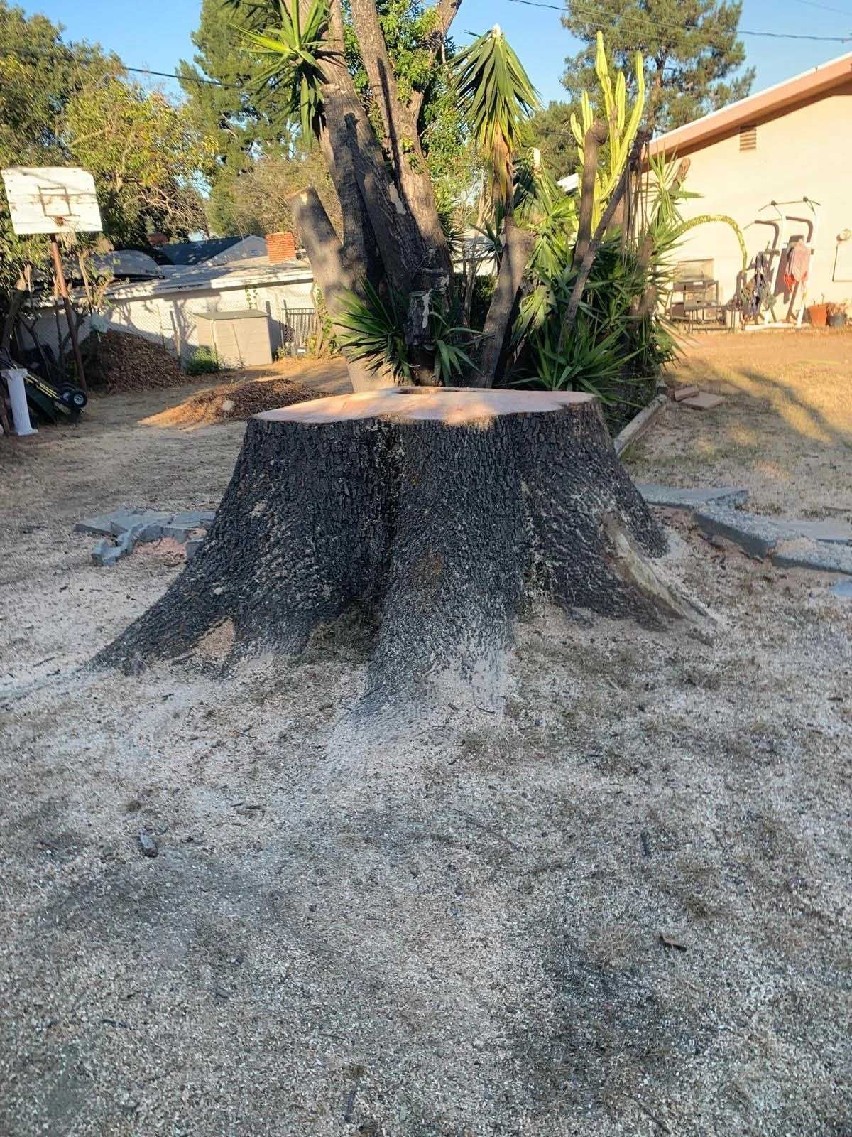 Stump of a large tree in a yard, surrounded by sandy debris. Behind it, a basketball hoop, house, and foliage are visible.