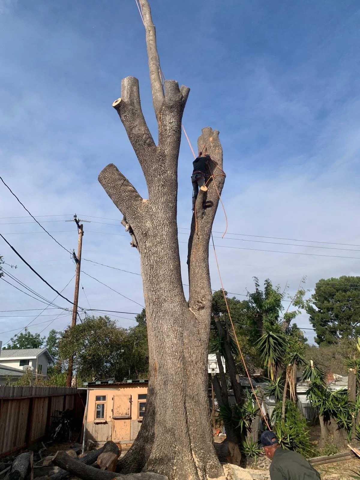 Tree being cut down by a person in a harness high up on the trunk; wood and debris on the ground.