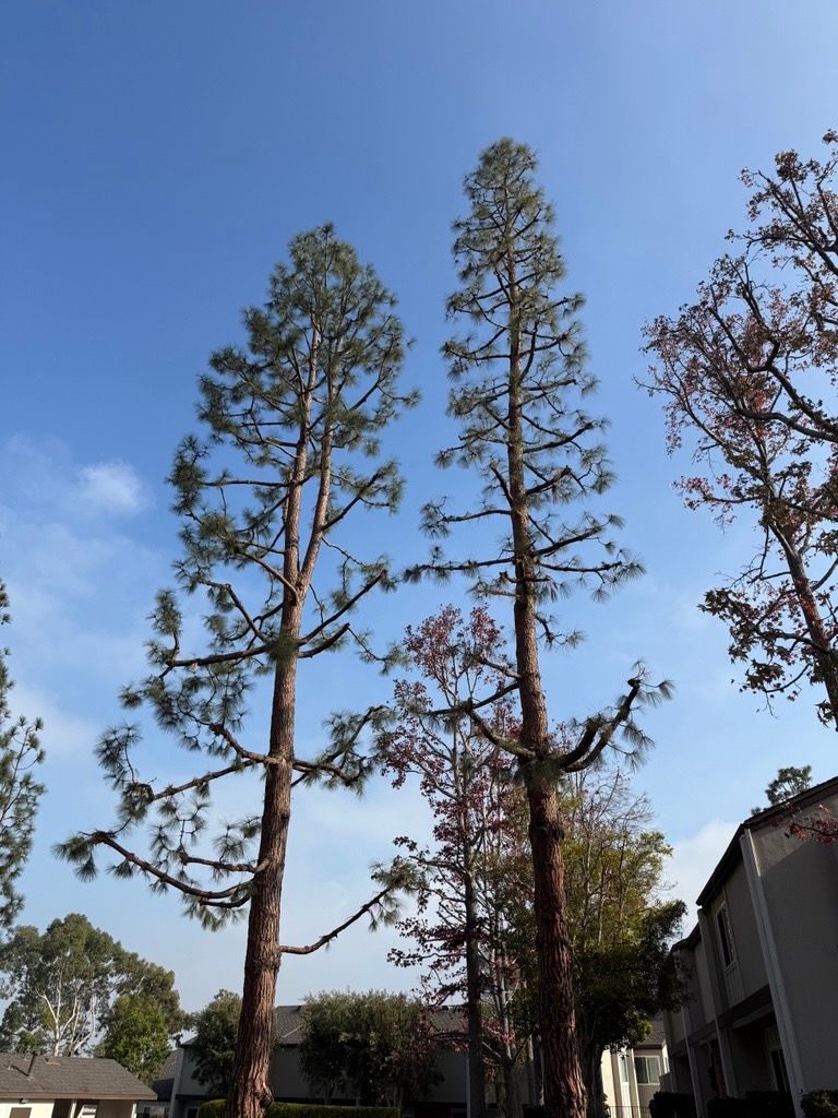 Tall pine trees reaching into a blue sky, near buildings.