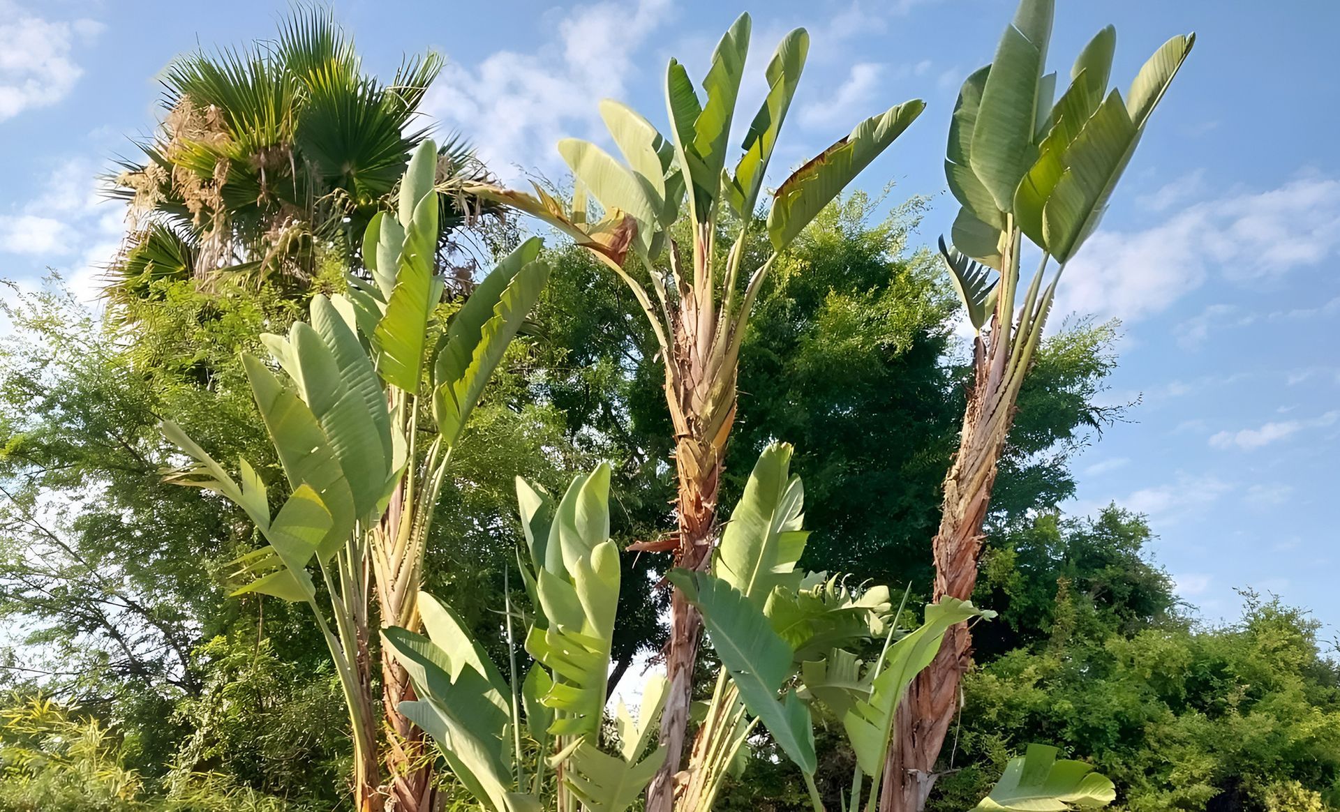 Bird of paradise plants with large, green leaves reach towards a blue sky, set against a backdrop of other trees.