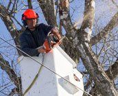 Tree pruning service