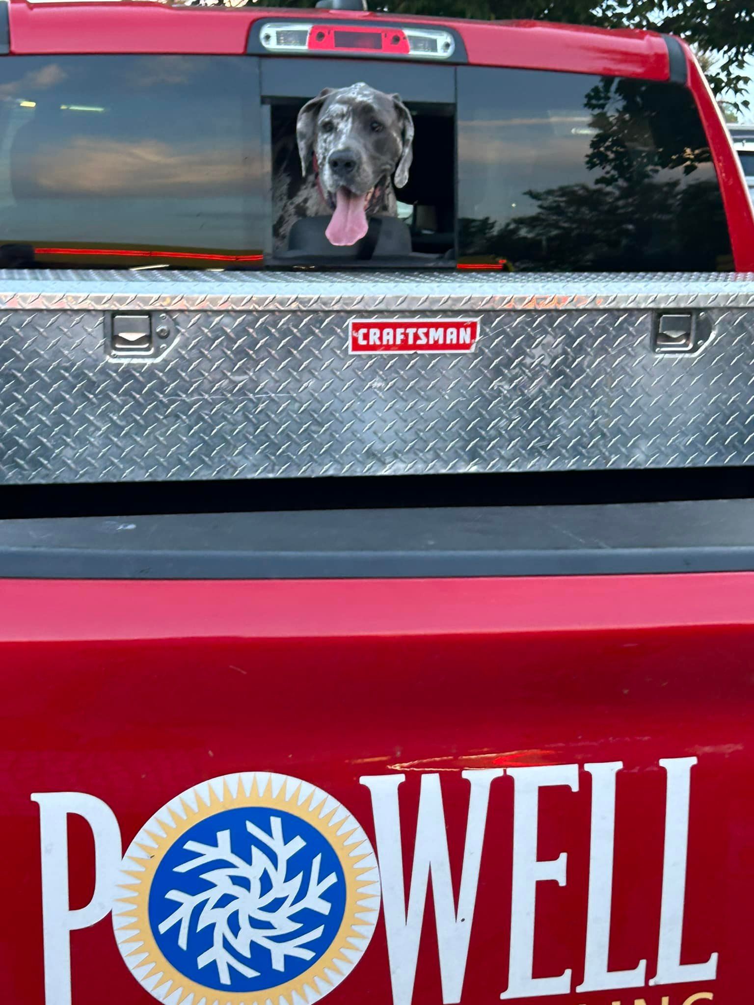 A dog is sticking its head out of the back window of a powell truck.