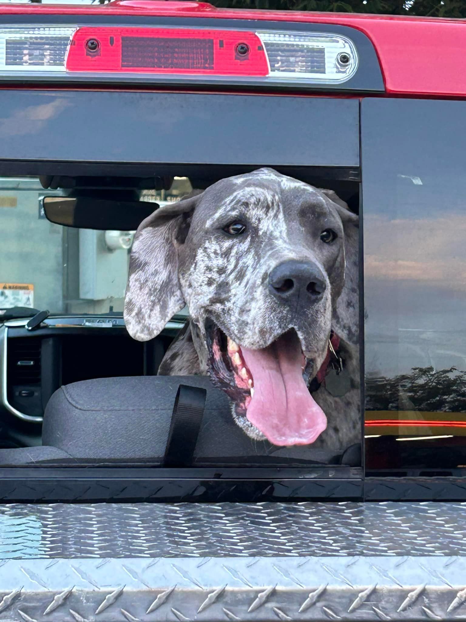 A dog is sticking its head out of a car window.