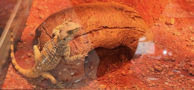 Reptile Merchandise | Virginia Beach, VA
