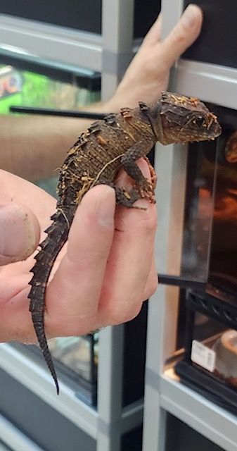 Reptile Merchandise | Virginia Beach, VA